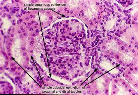 Histology at SIU