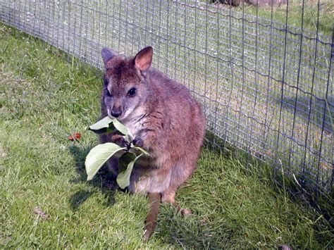 ADW: Macropodidae: PICTURES