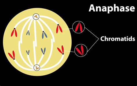 What Happens To The Centrioles During Mitosis