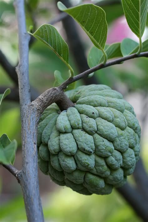 The Produce Savant: Yet another reason to go to Brazil: Brazilian fruits