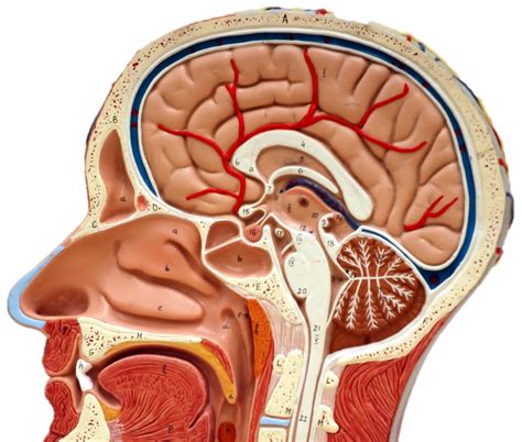 side view brain Diagram | Quizlet