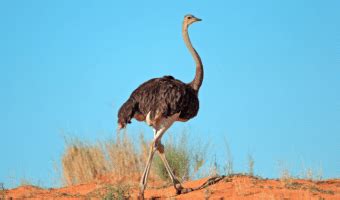 Ostrich Birds - Facts, Diet & Habitat Information