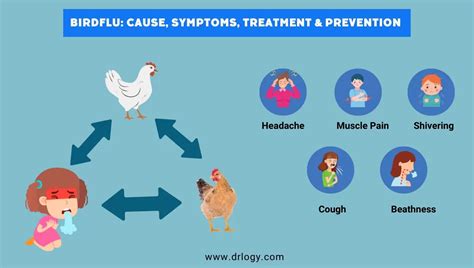 Bird Flu: Symptoms, Vaccine, Causes, Treatment & Prevention - Drlogy