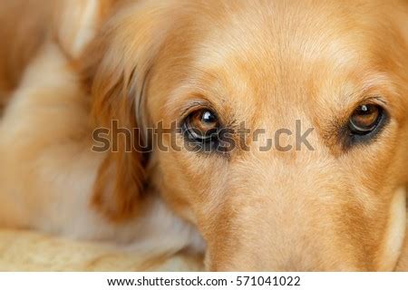 Golden Retriever Eyes Closeup Stock Photo 571041022 - Shutterstock