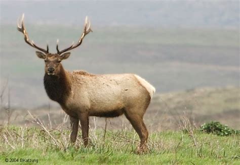 Tule Elk | Los Padres ForestWatch