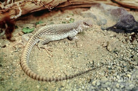 Desert Iguana, Dipsosaurus dorsalis, Lizard Photograph by Wernher Krutein