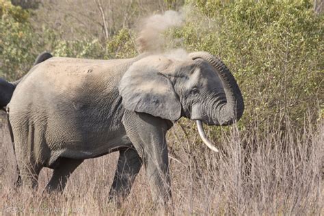 Mole National Park with Pinecrest Team - The Hauns in Africa