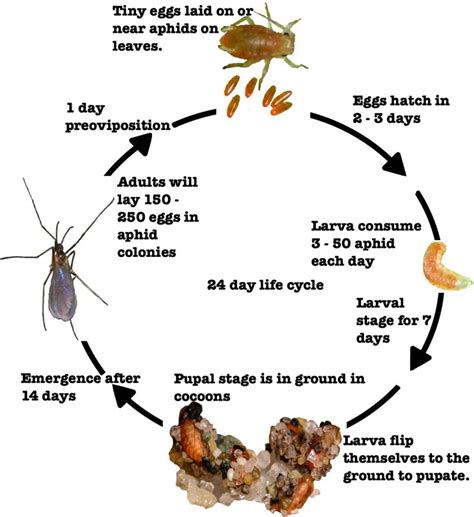 How to Control Aphids – Full Circle Farm