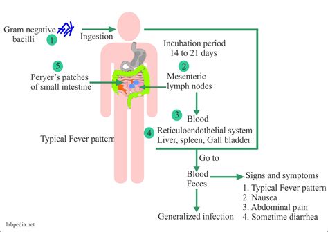 Enteric fever – Part 3 – Typhoid / Enteric fever Diagnosis, Widal test, Its Procedure and ...