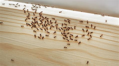 The Viral DIY Ant Deterrent That Will Keep Infestations At Bay