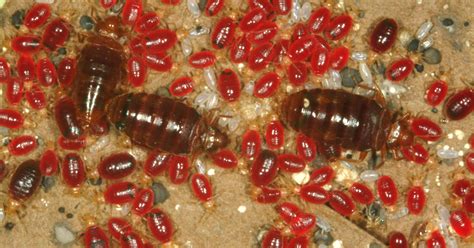 Rankings of worst cities for bedbugs have bad news for Mid-Atlantic