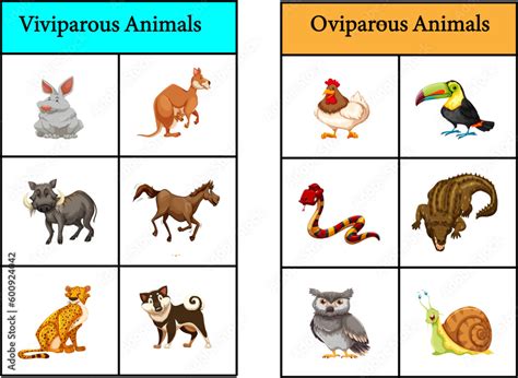 oviparous animals and viviparous animals vector image Stock Vector ...