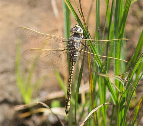 There Be Dragonflies - Hemianax papuensis AUSTRALIAN EMPEROR