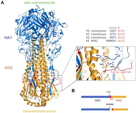 Viruses | Free Full-Text | Influenza Virus-Mediated Membrane Fusion: Determinants of ...