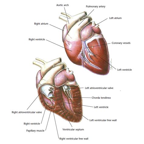 Hills Pet Nutrition | Dog Heart Diagram - left ventricle, right ventricle