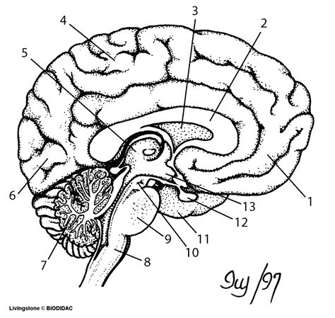 Brain Diagram Printable / Jnjinstitute Com / - Bockimg09