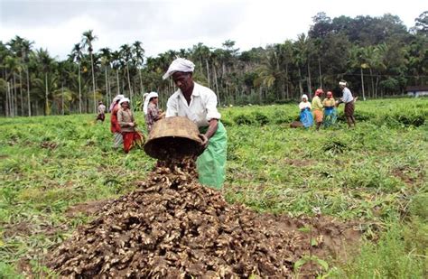 Ginger Farming (Organic) Information Guide | Agri Farming