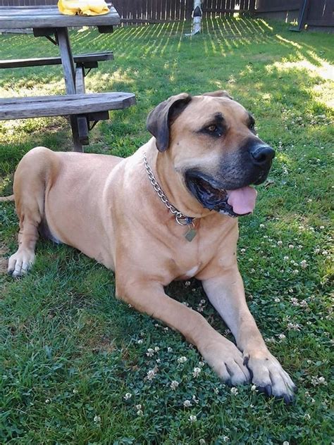 Fawn Female Boerboel has been Adopted | Boerboel, Dog help, Dogs