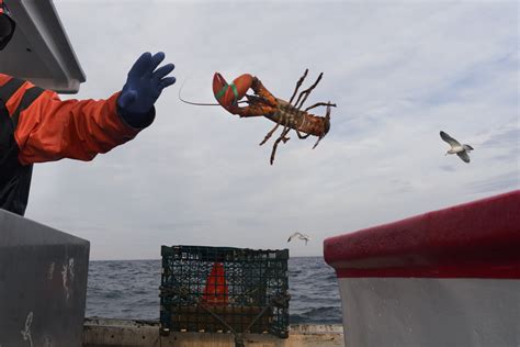 Sustainable Lobster Fishing ? – David Degner