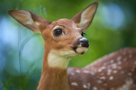 White-tailed Deer Fawn | Deer, Cute animals, Deer pictures