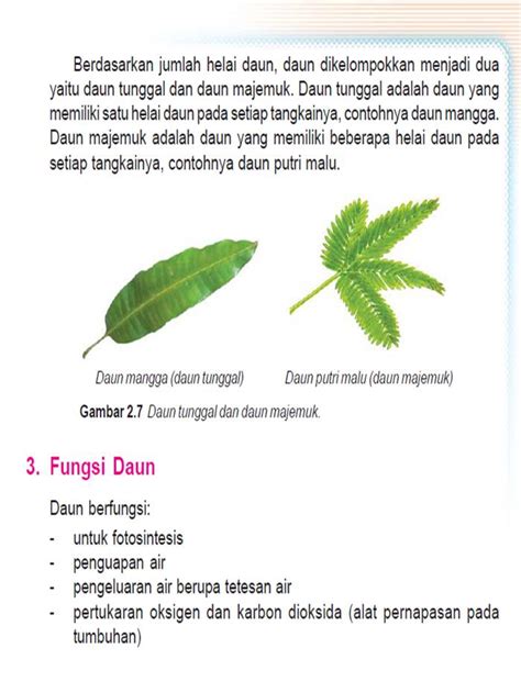 Jenis-Jenis Daun dan Klasifikasinya - Materi dan Soal Pembelajaran