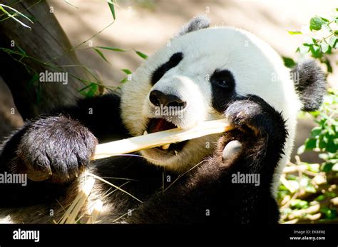 Panda Eats Regular Diet of Bamboo Shoots Stock Photo - Alamy