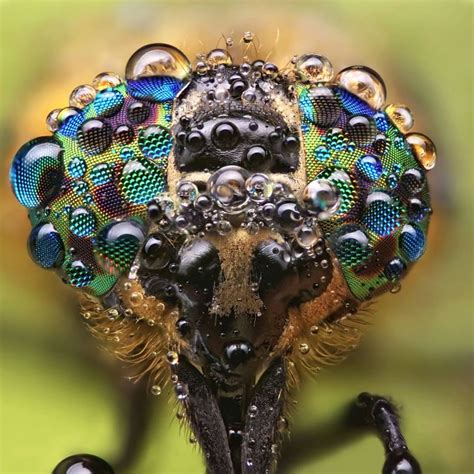 Incredible Insect and Spider Faces Captured in Disarmingly Close Up Macro Photography