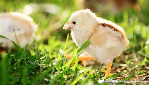 What to Feed Baby Chickens - From Day Olds to 8 Weeks