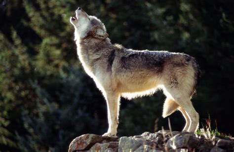 Reflections on Wisconsin’s wolf hunt - Wisconsin Examiner