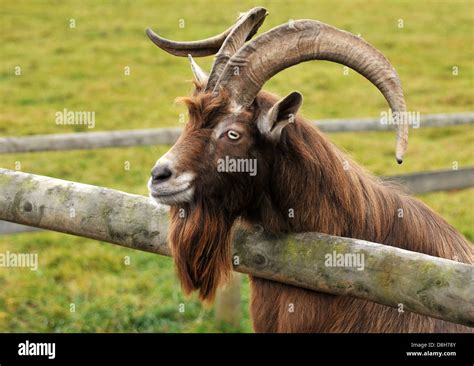 Billy goat beard hi-res stock photography and images - Alamy