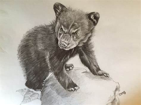 Bear Cub Sketch by noahstormcrow on DeviantArt