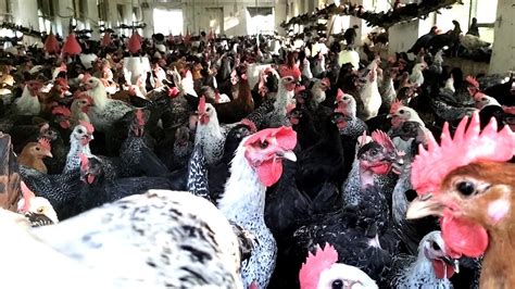 Millions of Hens Breeding Farm Hen Farming Breeds - YouTube