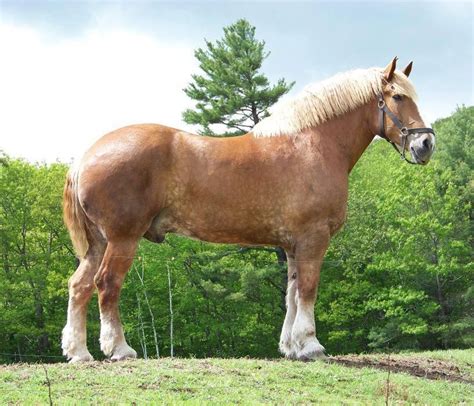 Photo Storage | Horses, Beautiful horses, Big horses