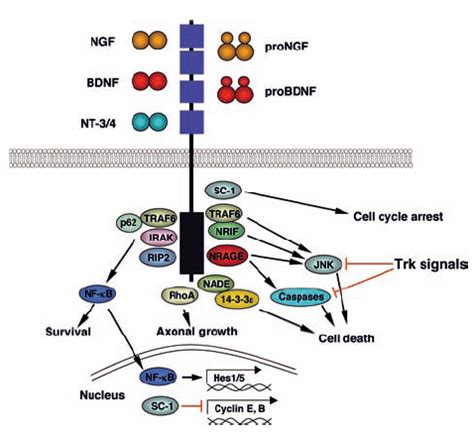 Neurotrophin pathway / signaling | Sino Biological