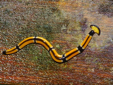 Hammerhead Worm (Diversibipalium sp.) | Deer Cave Boardwalk,… | Flickr