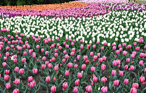 The Canadian Tulip Festival in Ottawa: A 2024 Guide