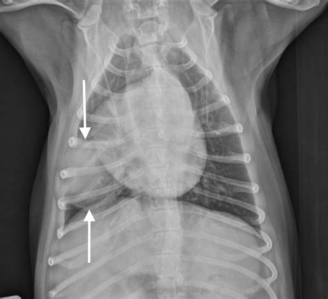 Veterinary Key Points: Canine Lung Lobectomy Video