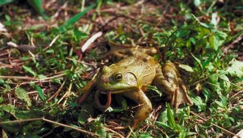 Do Frogs Estivate in Mud? | Animals - mom.me