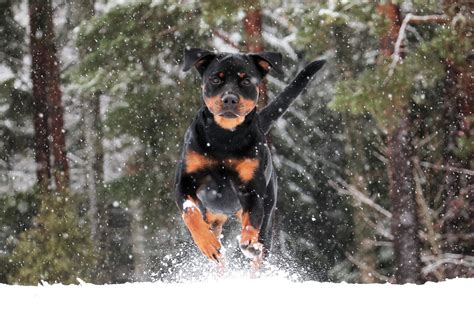 The 172 Most Popular Rottweiler Names | The Dog People