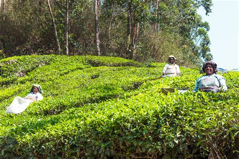 Go Trekking in Munnar - One of India's Most Beautiful Hill Stations - Omnivagant