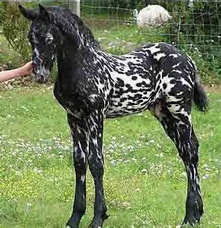 Friesian Appaloosa cross mix so pretty Andalusian Horse, Friesian Horse ...