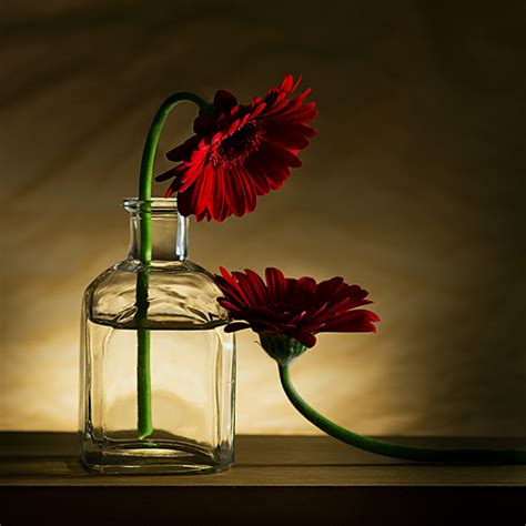 25 Gorgeous Examples Of Still Life Photography