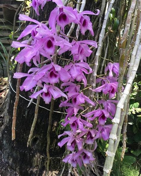 17 Most Beautiful Purple Orchid Varieties | Balcony Garden Web