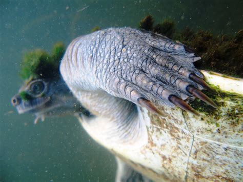 Unveiling the "Turtle's Enigma": An Exceptional Expedition with this Remarkable Creature.(T ...