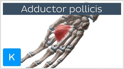 Adductor Pollicis Muscle - Origin & Function - Human Anatomy | Kenhub - YouTube