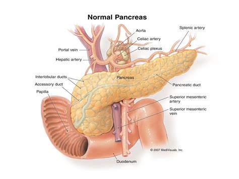 Fungsi Pankreas Dan Cara Menangani Gangguan Pankreas