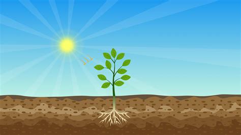 Photosynthesis process 4K animation with green tree, shiny sun, and hard soil vector. A tree ...