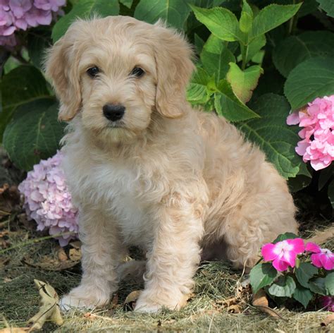 Mini F1B Labradoodle For Sale Millersburg, OH Male- Homer – AC Puppies LLC