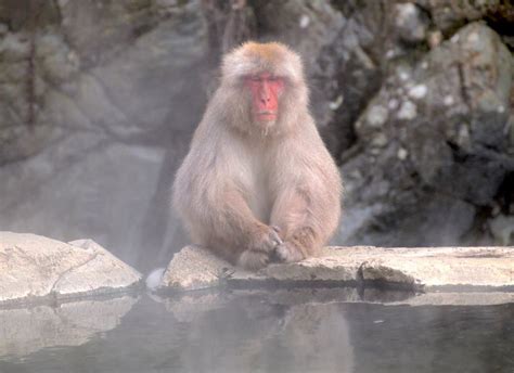 Jigokudani Monkey Park | Smithsonian Photo Contest | Smithsonian Magazine