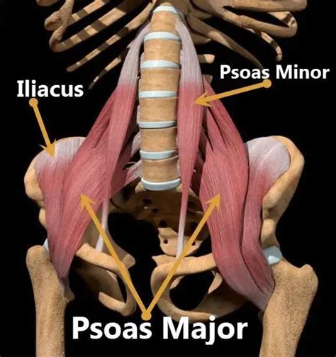 Hip Flexor Muscles Diagram